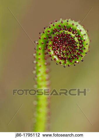 carnivorous plant Drosophyllum lusitanicum Mediterranean region, Cadiz Andalusia Spain. View Large Photo Image Stock Image - carnivorous plant Drosophyllum lusitanicum Mediterranean region, Cadiz Andalusia Spain.. Fotosearch