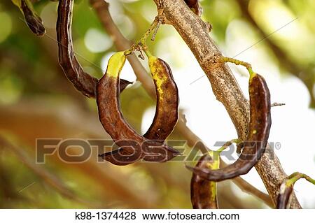 Carob, Biniatzar, Bunyola, Majorca, Balearic Islands, Spain. View Large Photo Image Stock Photo - Carob, Biniatzar, Bunyola, Majorca, Balearic Islands, Spain.. Fotosearch