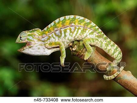 Carpet or Jewel Chameleon (Furcifer lateralis), male View Large Photo Image Stock Photo - Carpet or Jewel Chameleon (Furcifer lateralis), male. Fotosearch
