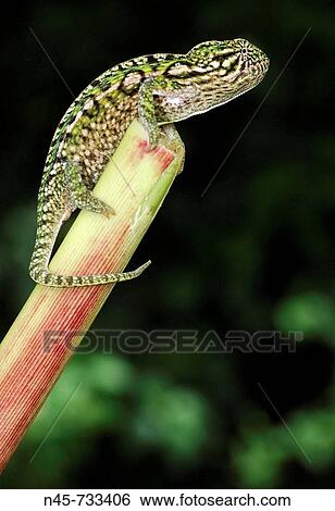 Carpet or Jewel Chameleon (Furcifer lateralis), male View Large Photo Image Stock Photograph - Carpet or Jewel Chameleon (Furcifer lateralis), male. Fotosearch