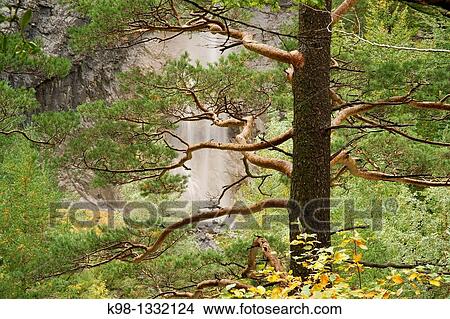 Carpin jump Bujaruelo Valley Huesca Pyrenees Spain View Large Photo Image Picture - Carpin jump Bujaruelo Valley Huesca Pyrenees Spain. Fotosearch