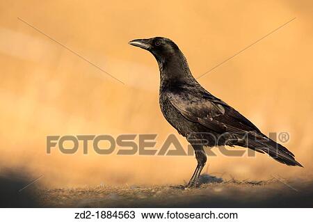 Carrion crow Corvus corone at sunset Pyrenees Lleida catalonia Spain View Large Photo Image Stock Image - Carrion crow Corvus corone at sunset Pyrenees Lleida catalonia Spain. Fotosearch