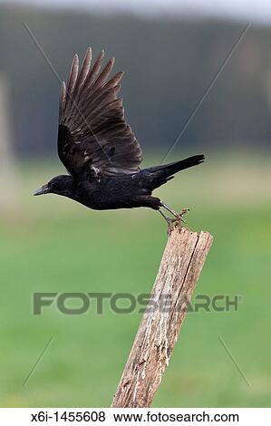Carrion Crow Corvus corone, in flight taking off from fence post, Lower Saxony, Germany View Large Photo Image Stock Photo - Carrion Crow Corvus corone, in flight taking off from fence post, Lower Saxony, Germany. Fotosearch
