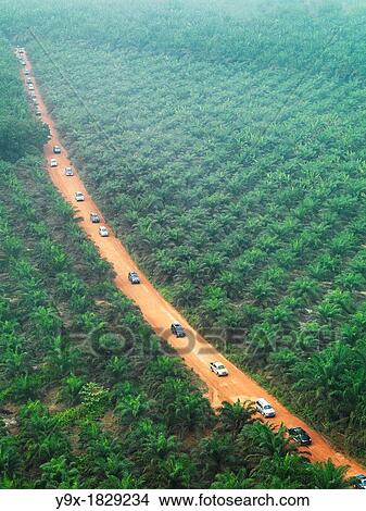 Cars and trucks cutting through the vast palm vegetation in Johor, Malaysia View Large Photo Image Picture - Cars and trucks cutting through the vast palm vegetation in Johor, Malaysia. Fotosearch