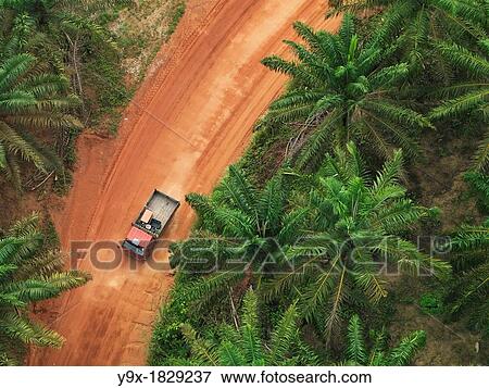 Cars and trucks cutting through the vast palm vegetation in Johor, Malaysia View Large Photo Image Stock Photo - Cars and trucks cutting through the vast palm vegetation in Johor, Malaysia. Fotosearch