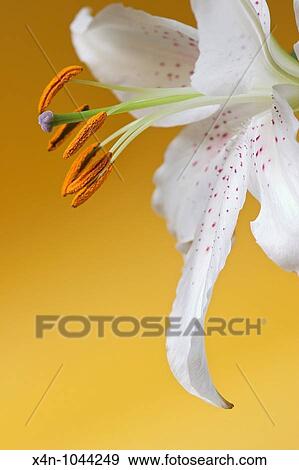 Casa Blanca Lily against yellow background View Large Photo Image Stock Photo - Casa Blanca Lily against yellow background. Fotosearch