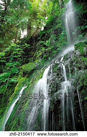 Cascade along the east fork of the Quinault River, Quinault Rain Forest, Olympic National Park, Washington USA. View Large Photo Image Stock Photo - Cascade along the east fork of the Quinault River, Quinault Rain Forest, Olympic National Park, Washington USA.. Fotosearch