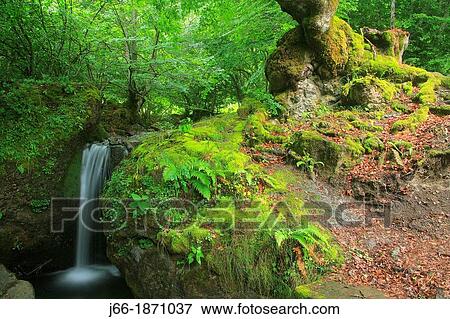 Stock Photo - Cascade of a tributary stream of the river Cares National Park Picos de Europa. Fotosearch