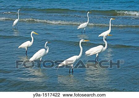 Casmerodius albus group, Great Egret, Ardeidae, Livingston, Guatemala View Large Photo Image Stock Image - Casmerodius albus group, Great Egret, Ardeidae, Livingston, Guatemala. Fotosearch
