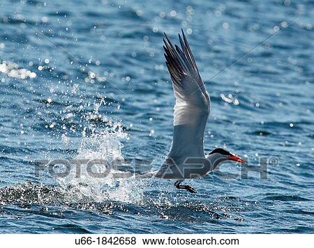 Caspian tern Hydroprogne caspia fishing Sweden. View Large Photo Image Stock Photo - Caspian tern Hydroprogne caspia fishing Sweden.. Fotosearch