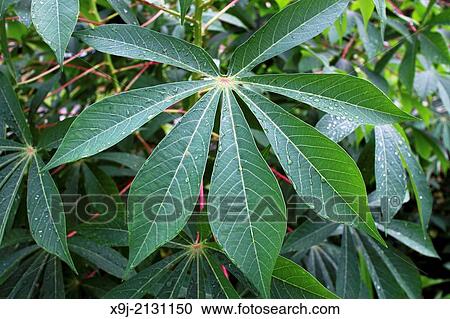 Stock Image - cassava leaves, tapioca, borneo, tropical. Fotosearch