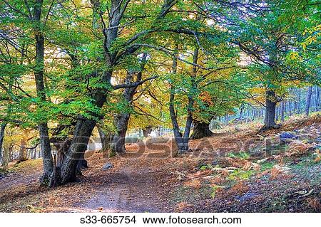 Castaar del Tiemblo. Garganta de la Yedra.? vila. Castile Leon. Spain View Large Photo Image Picture - Castaar del Tiemblo. Garganta de la Yedra.? vila. Castile Leon. Spain. Fotosearch