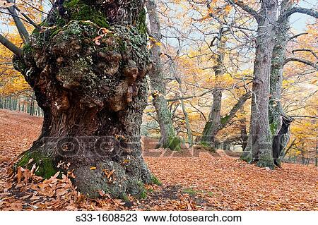 Castaar del Tiemblo in the Iruelas Valley Sierra de Gredos? vila Castilla Le? n Spain View Large Photo Image Stock Image - Castaar del Tiemblo in the Iruelas Valley Sierra de Gredos? vila Castilla Le? n Spain. Fotosearch