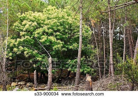 Picture - Castao entre los pinos Cadalso de los Vidrios. Madrid, Spain. Fotosearch