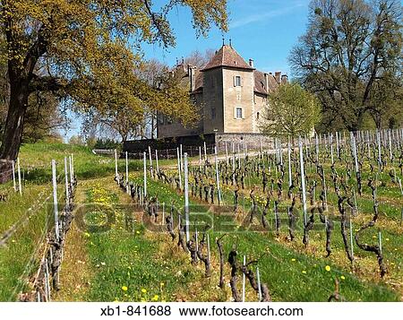 Castle of Allaman, Chateau d? Allaman, wine production, Allaman, district Rolle, Canton Vaud, Switzerland View Large Photo Image Stock Photo - Castle of Allaman, Chateau d? Allaman, wine production, Allaman, district Rolle, Canton Vaud, Switzerland. Fotosearch