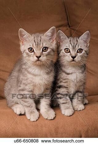 Cat. British Shorthair View Large Photo Image Stock Photo - Cat. British Shorthair. Fotosearch
