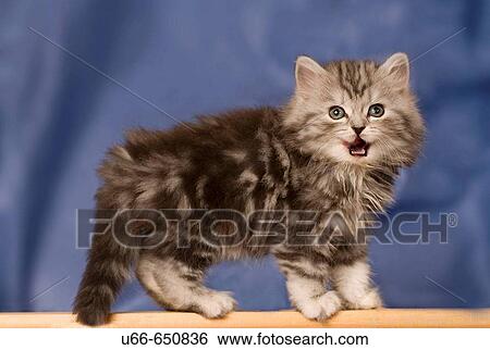 Cat. British Shorthair View Large Photo Image Stock Photograph - Cat. British Shorthair. Fotosearch