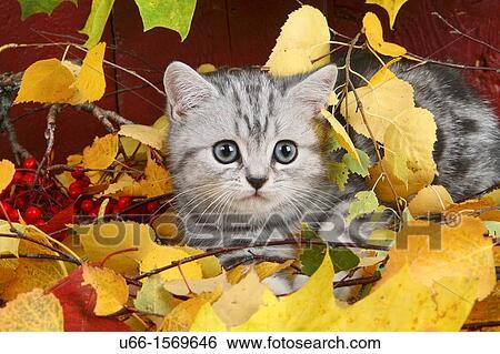 Cat, Brittish shorthair, autumn. View Large Photo Image Stock Photograph - Cat, Brittish shorthair, autumn.. Fotosearch