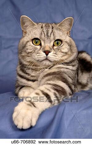 Cat Brittish shorthair View Large Photo Image Stock Image - Cat Brittish shorthair. Fotosearch