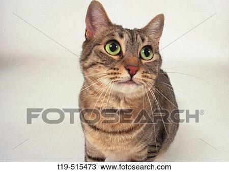 Stock Image - Cat Cerdiwin (female) photographed in studio in Boston. USA.. Fotosearch