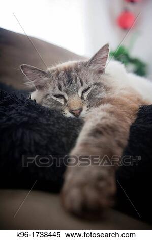 cat contentedly sleeping on a pillow View Large Photo Image Stock Photography - cat contentedly sleeping on a pillow. Fotosearch