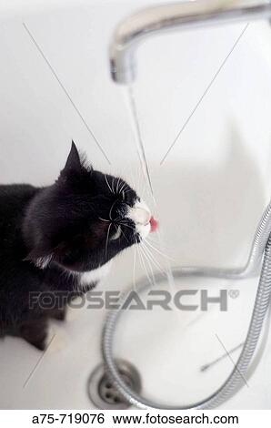 Cat drinking water View Large Photo Image Stock Photograph - Cat drinking water. Fotosearch