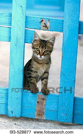 Cat (Felis catus). Greece View Large Photo Image Stock Photo - Cat (Felis catus). Greece. Fotosearch