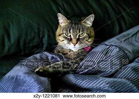 Cat in bed with black quilt and sheets View Large Photo Image Stock Image - Cat in bed with black quilt and sheets. Fotosearch