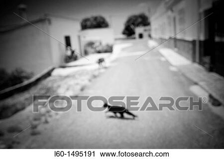 Cat in Los Albaricoques, Cabo de Gata, Almeria View Large Photo Image Stock Image - Cat in Los Albaricoques, Cabo de Gata, Almeria. Fotosearch