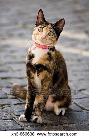 Cat in street, Lisbon, Portugal View Large Photo Image Stock Photo - Cat in street, Lisbon, Portugal. Fotosearch