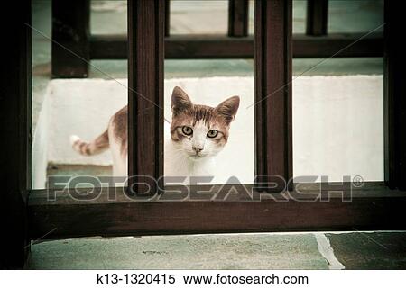 Stock Photography - Cat Island of Folegandros, Cyclades, Greece. Fotosearch