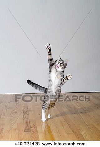Cat jumping View Large Photo Image Stock Photo - Cat jumping. Fotosearch