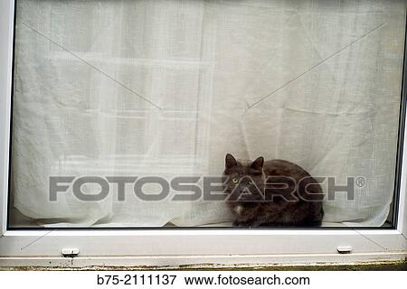 Cat looking into the street behind a window. England, UK, Europe. View Large Photo Image Stock Photo - Cat looking into the street behind a window. England, UK, Europe.. Fotosearch