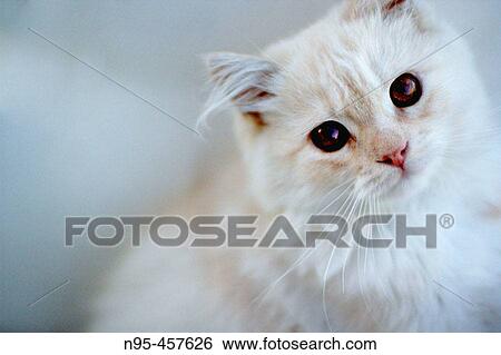 Stock Photograph - Cat looking pensive. Fotosearch