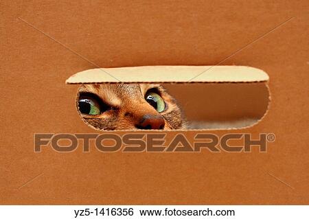 Cat looking through a hole in a box View Large Photo Image Stock Photograph - Cat looking through a hole in a box. Fotosearch