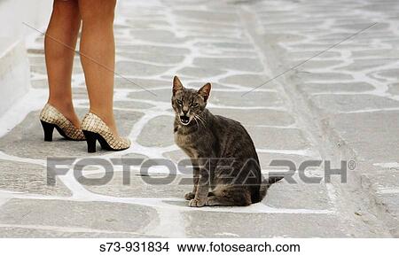 cat near a woman in a paros street, cyclades islands, greece, europe View Large Photo Image Picture - cat near a woman in a paros street, cyclades islands, greece, europe. Fotosearch