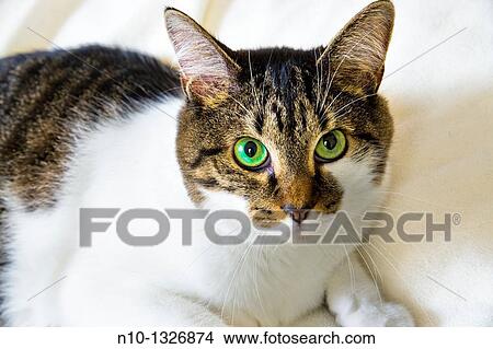 Picture - Cat on a bed. Fotosearch
