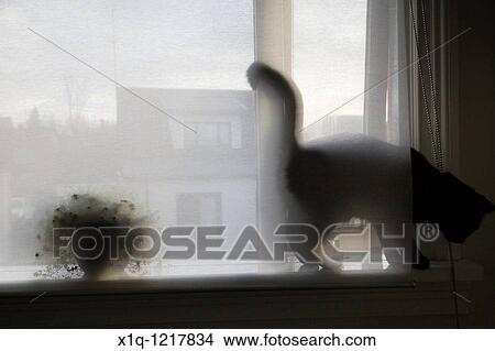 Cat on a window sill View Large Photo Image Picture - Cat on a window sill. Fotosearch