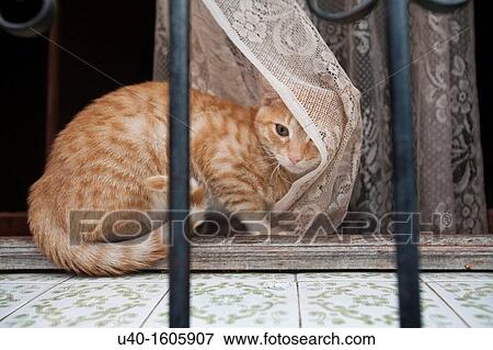 Cat on a windowsill View Large Photo Image Stock Photo - Cat on a windowsill. Fotosearch