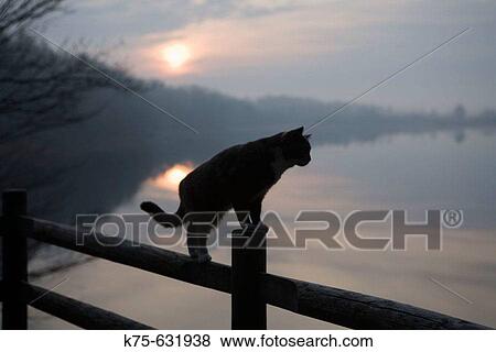Stock Photo - Cat on rail. Fotosearch