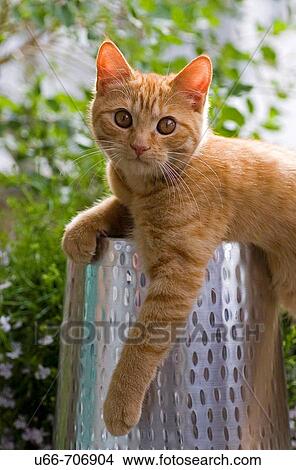 Cat View Large Photo Image Picture - Cat. Fotosearch