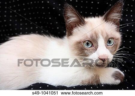 Stock Image - cat portrait. Fotosearch