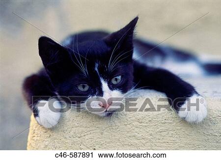 Stock Image - Cat. Rhodes. Dodecanese. Greece. Fotosearch