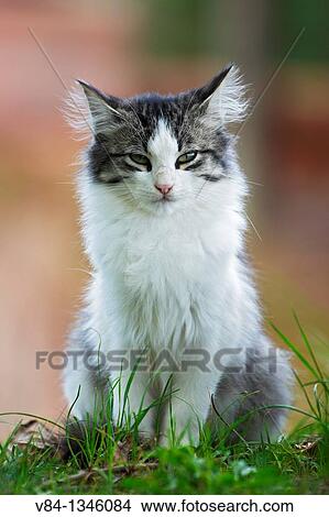 Cat / Sao Miguel Island / Azores / Portugal View Large Photo Image Picture - Cat / Sao Miguel Island / Azores / Portugal. Fotosearch