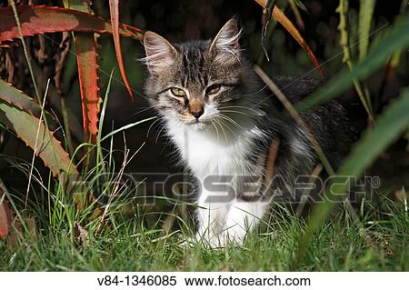Cat / Sao Miguel Island / Azores / Portugal View Large Photo Image Stock Photography - Cat / Sao Miguel Island / Azores / Portugal. Fotosearch