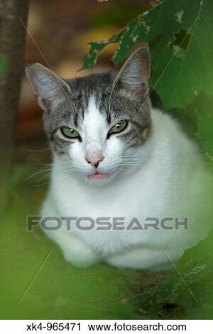 Stock Image - Cat, semi-feral, Oregon, USA. Fotosearch
