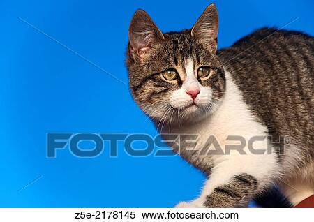 Stock Photography - Cat sitting on a roof against blue sky.. Fotosearch