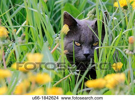 Cat Skane Sweden. View Large Photo Image Picture - Cat Skane Sweden.. Fotosearch