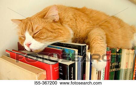 Cat sleeping on books View Large Photo Image Stock Image - Cat sleeping on books. Fotosearch
