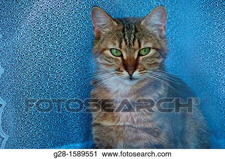 Cat View Large Photo Image Stock Image - Cat. Fotosearch